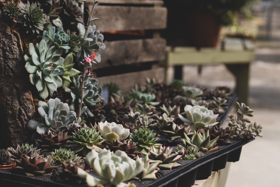 Exploring Diverse Plant Species