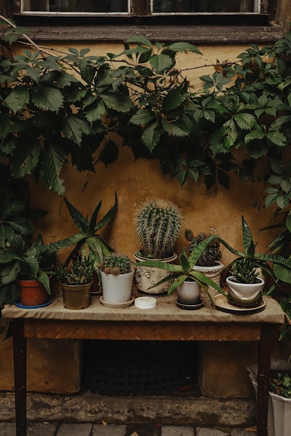 The Benefits of Indoor Plants