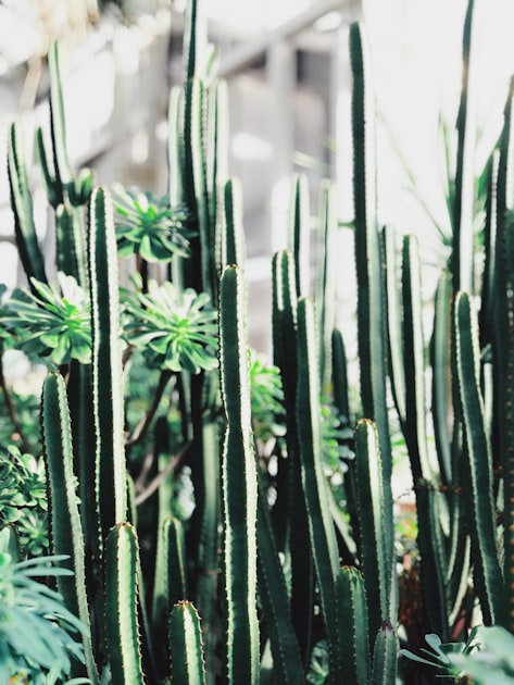 Choosing the Right Plants for Your Space