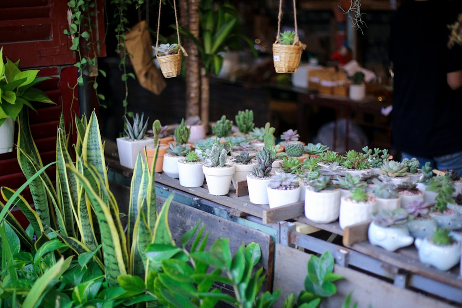Caring for Your Plants